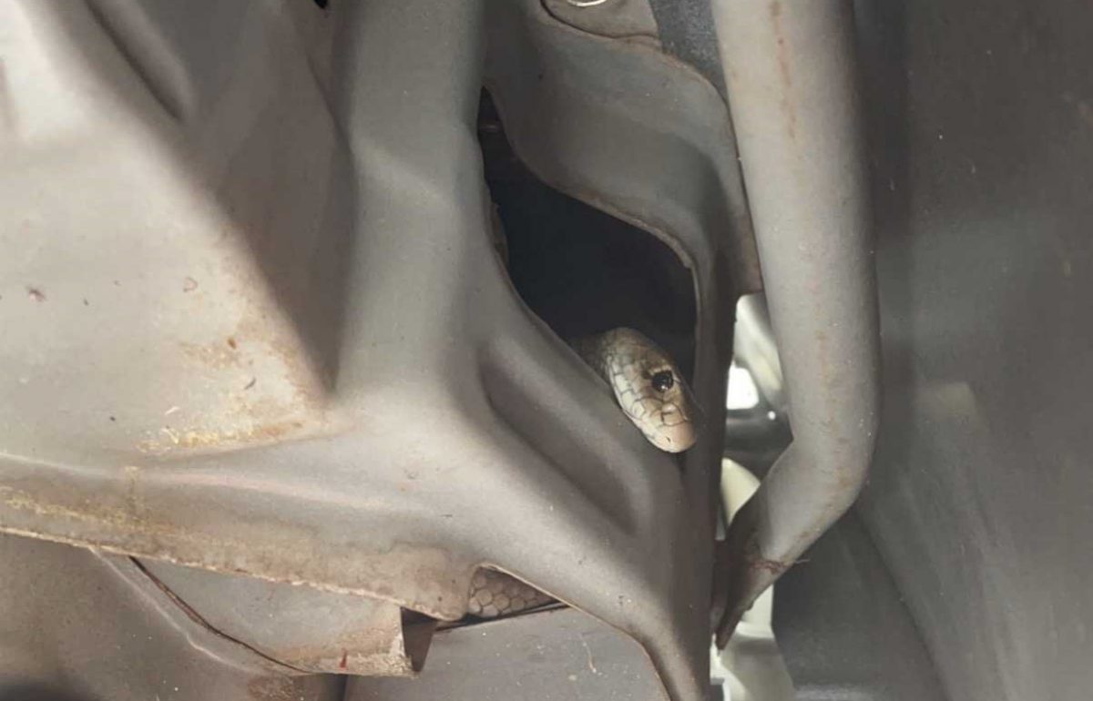 Snake in car