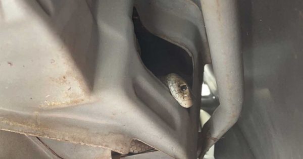 Crikey! Snake tries to hitch ride in woman's car but tale has happy ending