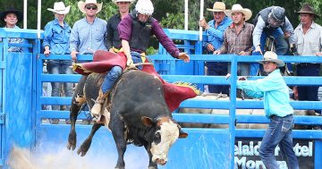 Best of the bulls step up for Taralga Rodeo’s return