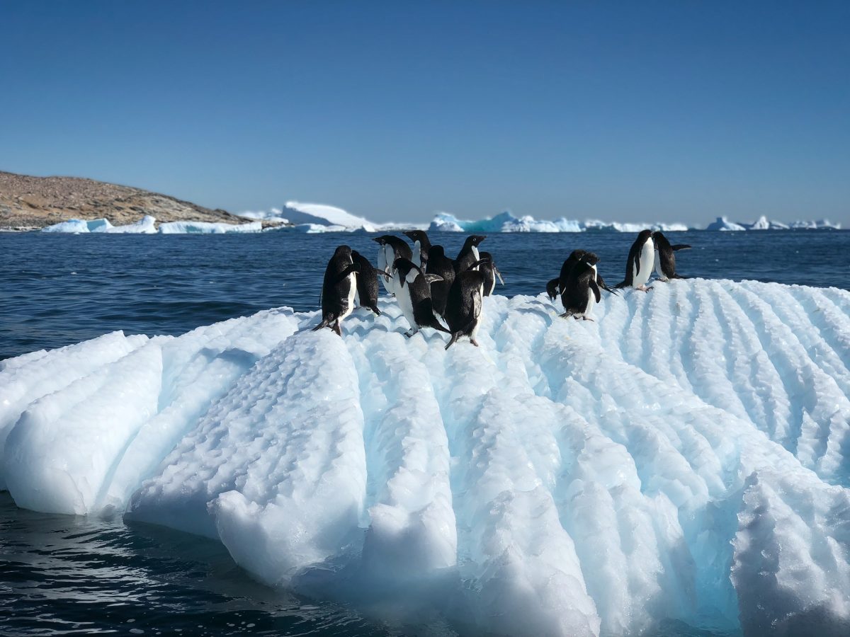penguins on an ice cap