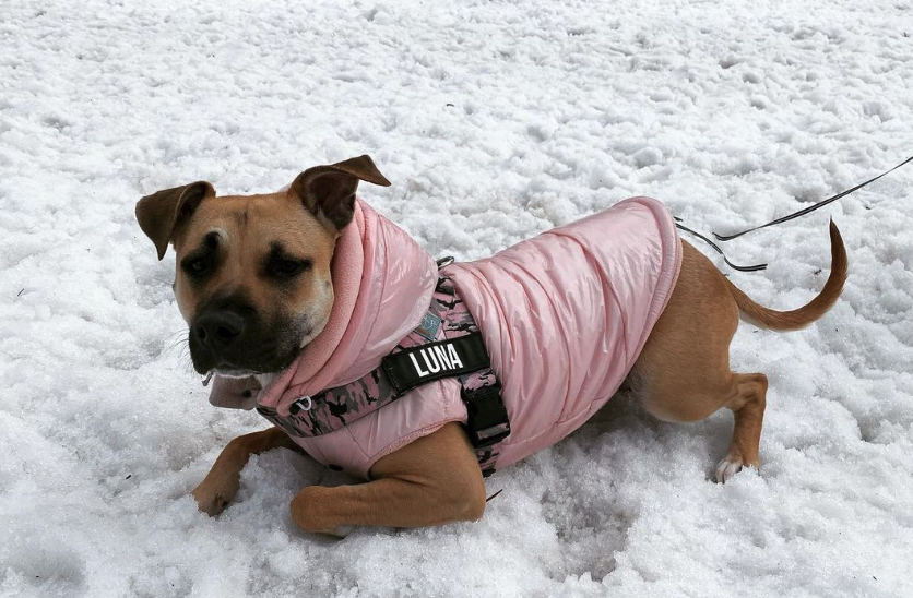 Dog in jacket