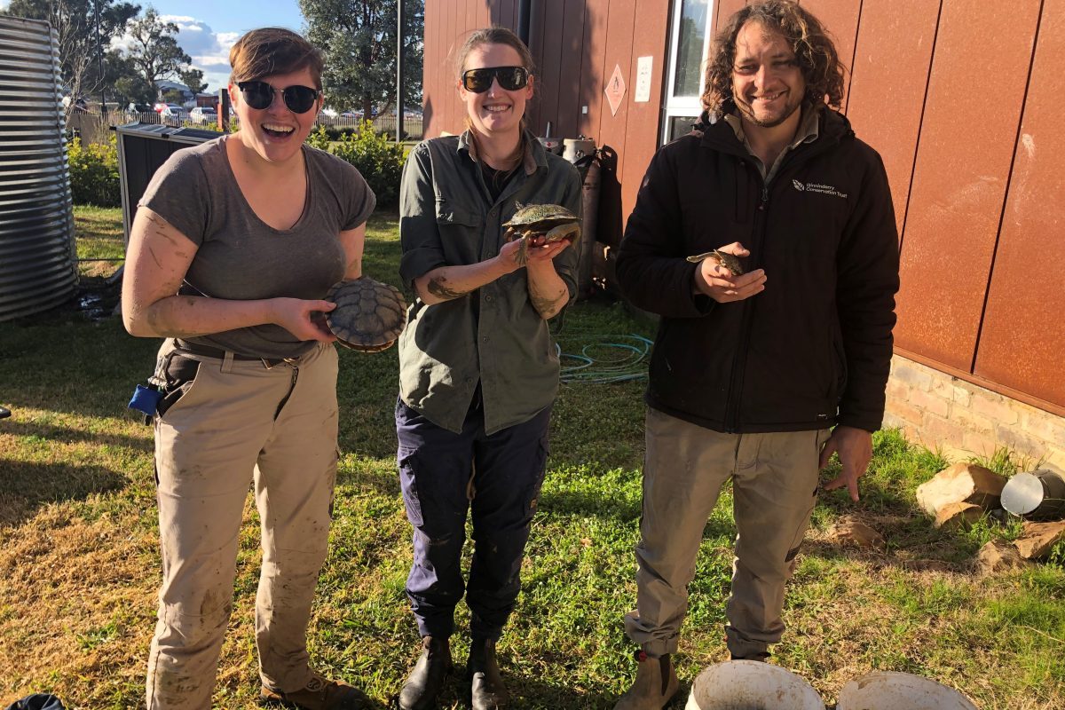 Three people holding turtles