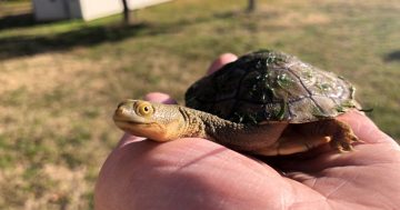 Ginnindery project ensures a shell-tered life for the turtles of Macnamara