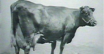 Meet Melba, the milker who helped put Gundagai on the international map