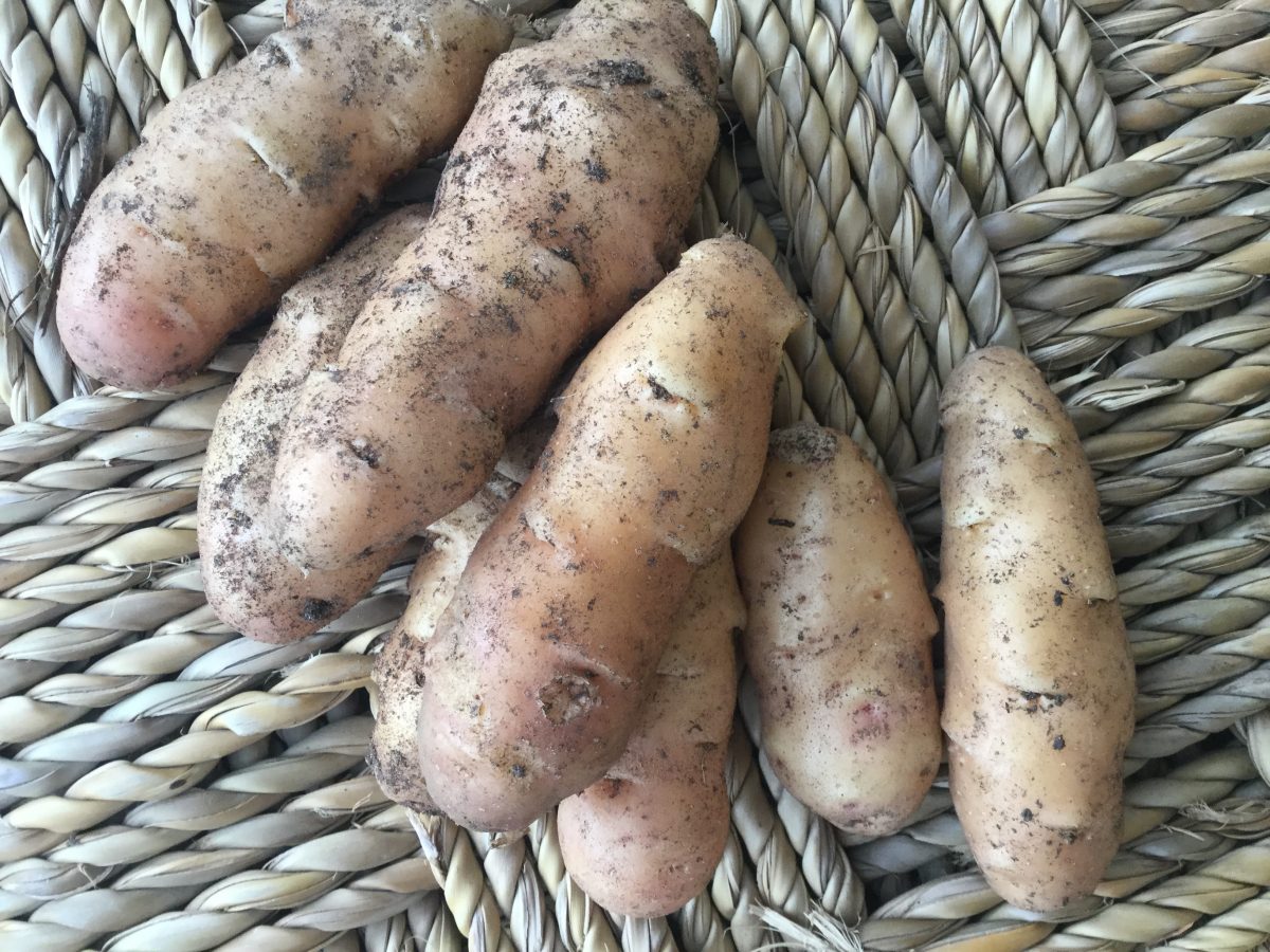 basket of potatoes