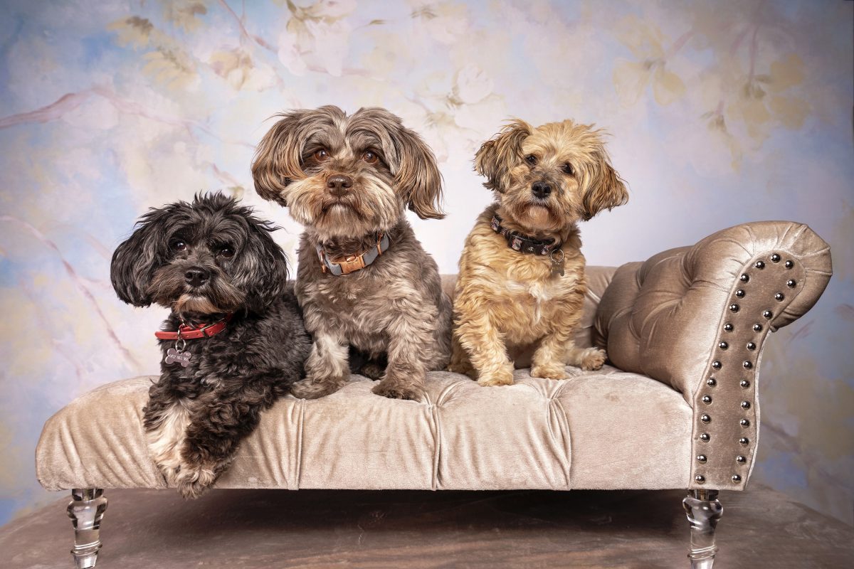 Havanese dogs