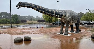 Meet 'Cooper': Australia's biggest dinosaur joins collection at national museum