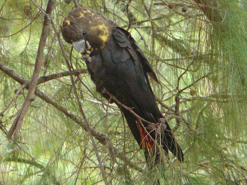 bird in tree