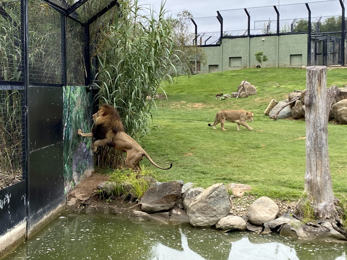 lion and lioness