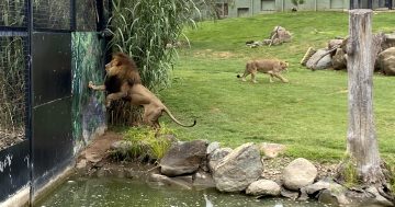 National Zoo welcomes two roar-some new additions to their mane enclosure