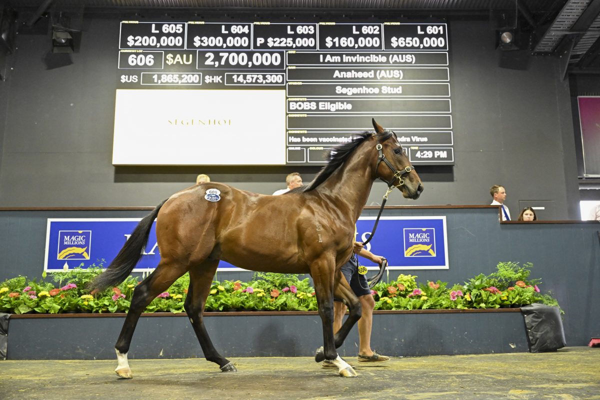 Horse at Magic Millions