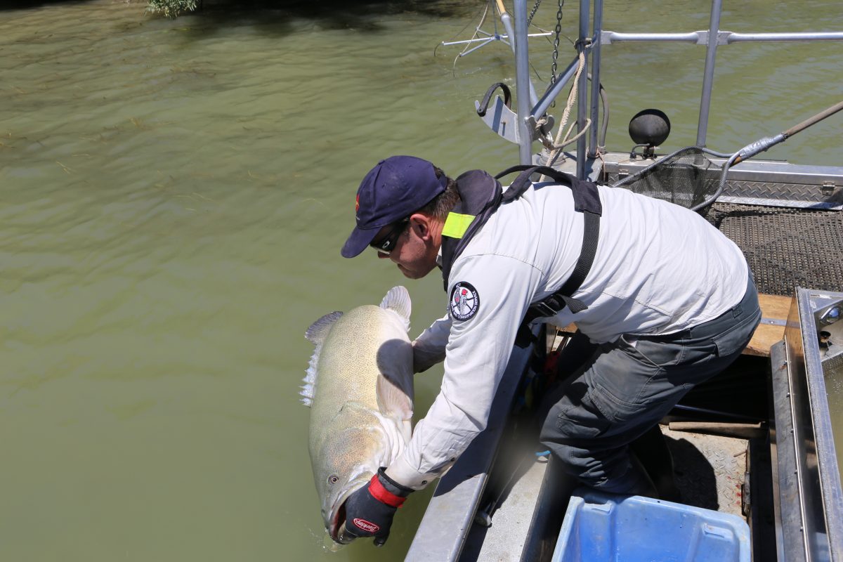 Matt Beitzel holding a large urban Murray cod over the water while standing on a tinny.