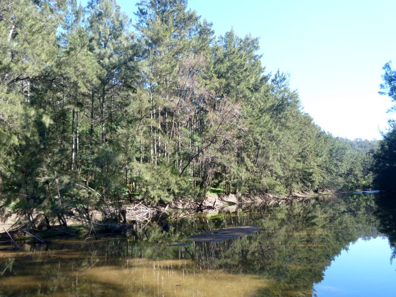 trees near river