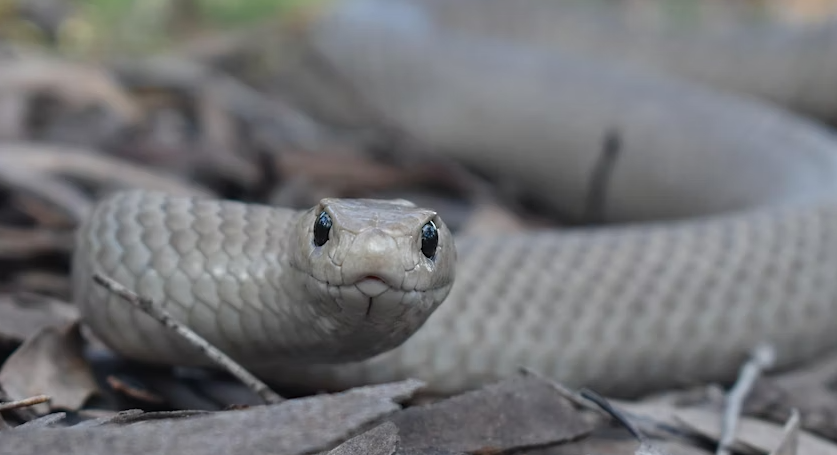 grey snake