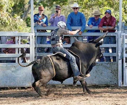 man riding bull