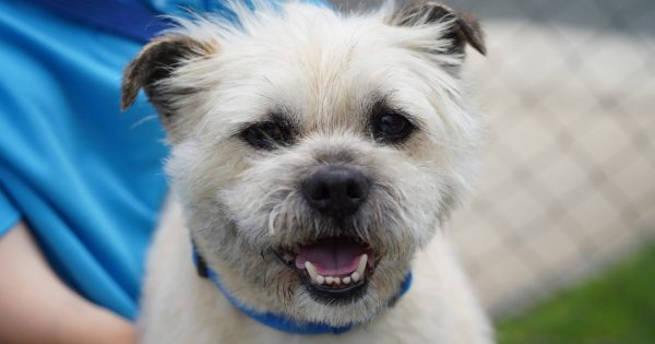 RSPCA's Pets of the Week - Henry and Fluffy