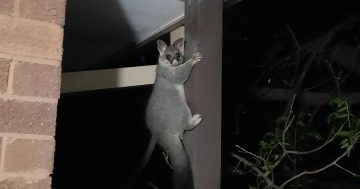 Possum tragic: It's a wild time in Canberra's bushy burbs so best learn to coexist