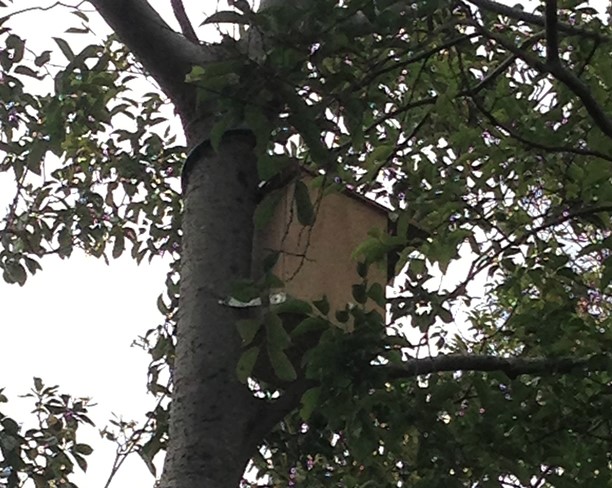 possum box 