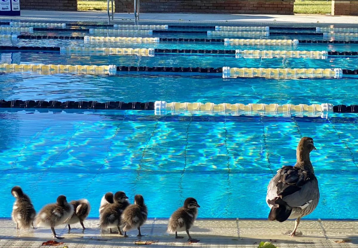 Duckson Pool