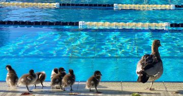 Four of Canberra's pools will need new operators by the end of June to stay open