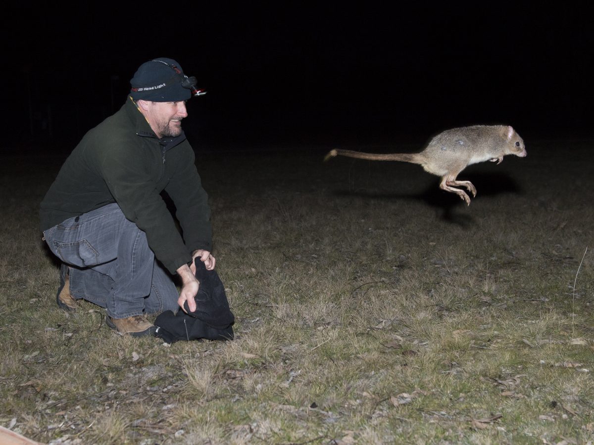 Man chasing bettong