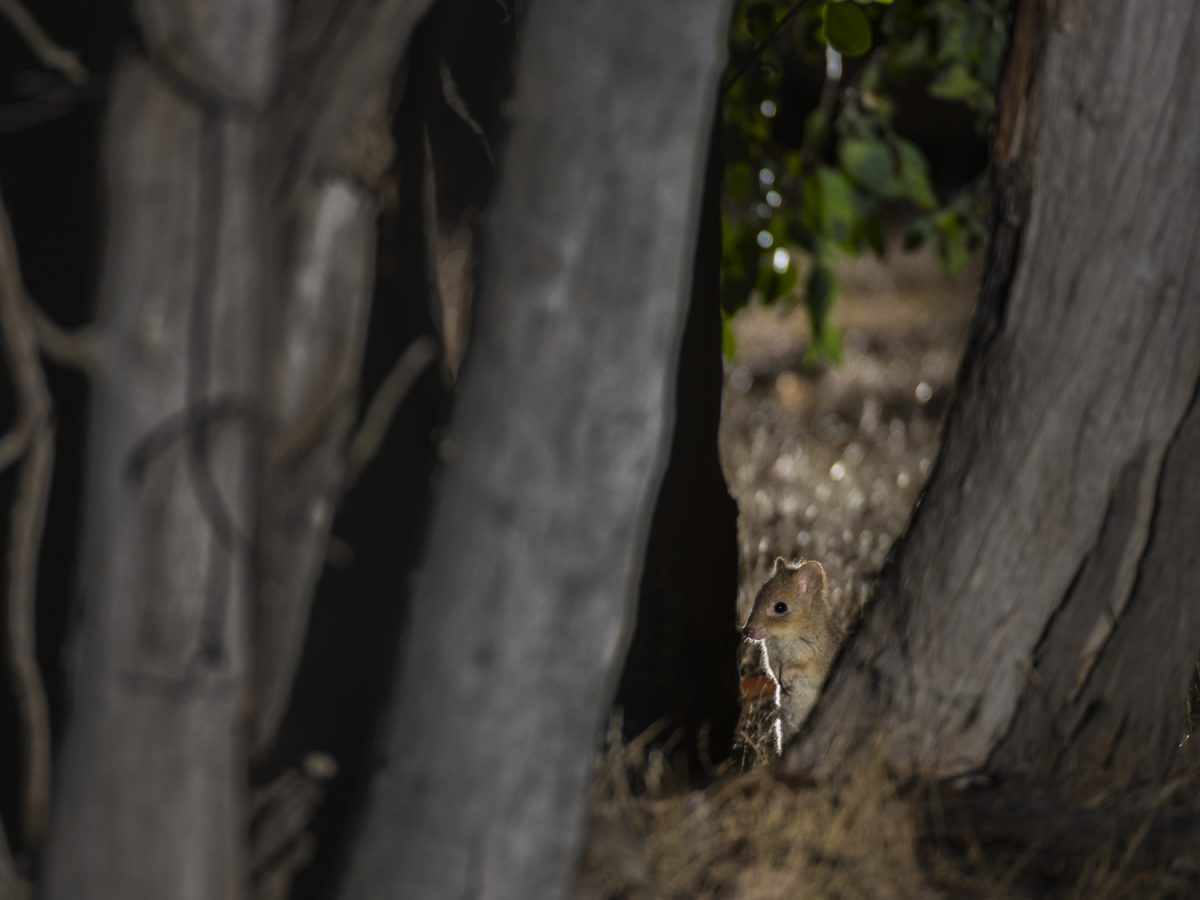 bettong in tree