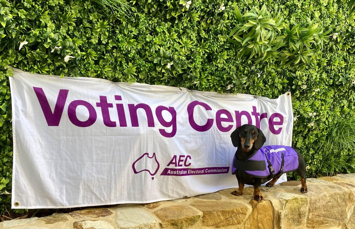 Election sausage dog