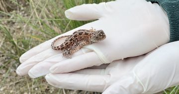 Conservationists slam Canberra Airport as 'dragon killers' for new road plans