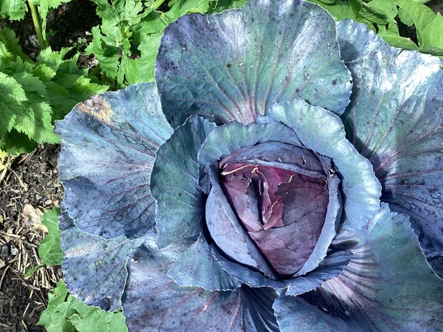 red cabbage