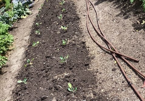 seedlings in garden bed