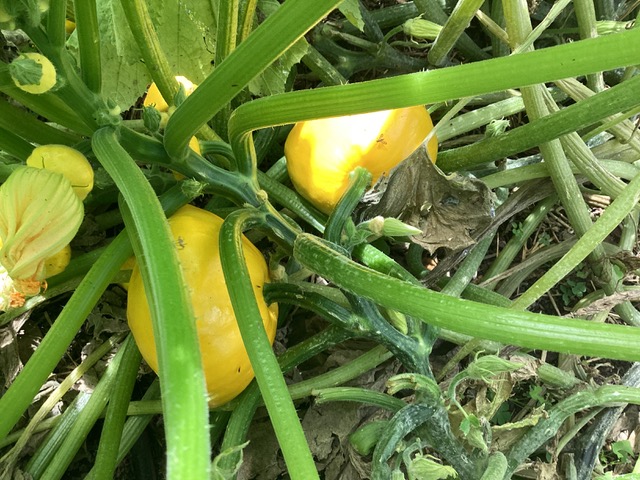 yellow squash plants