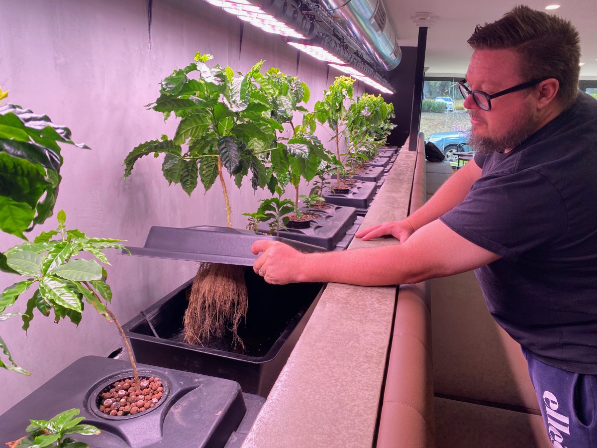 Shaun Matthews shows coffee plant with roots 