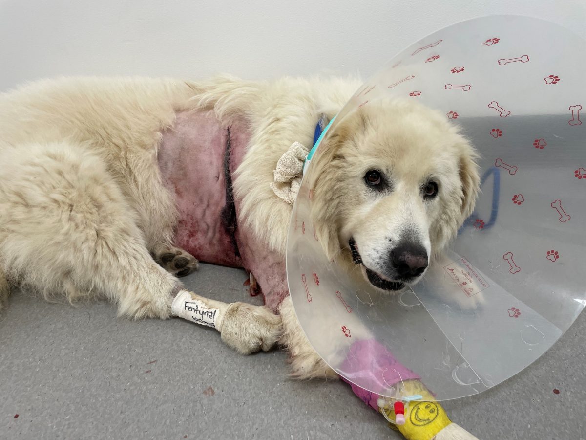 Injured dog