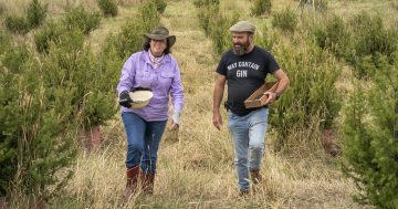 With a twist: Sapphire Coast distillery relaunches gin, now with an Aussie-grown ingredient