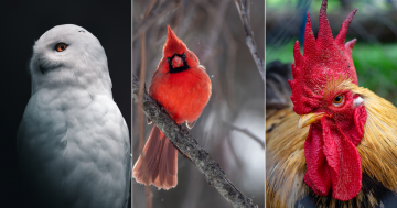 QUIZ: Which bird is a national icon of France? Plus 9 other questions this week