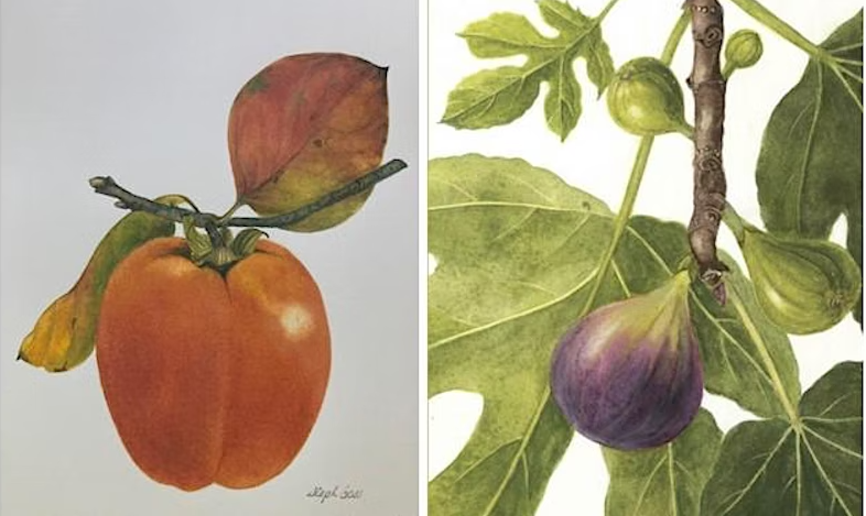 Seasonal Fruit - Persimmons, Figs and leaves with Stephanie Goss. Photo: Supplied.