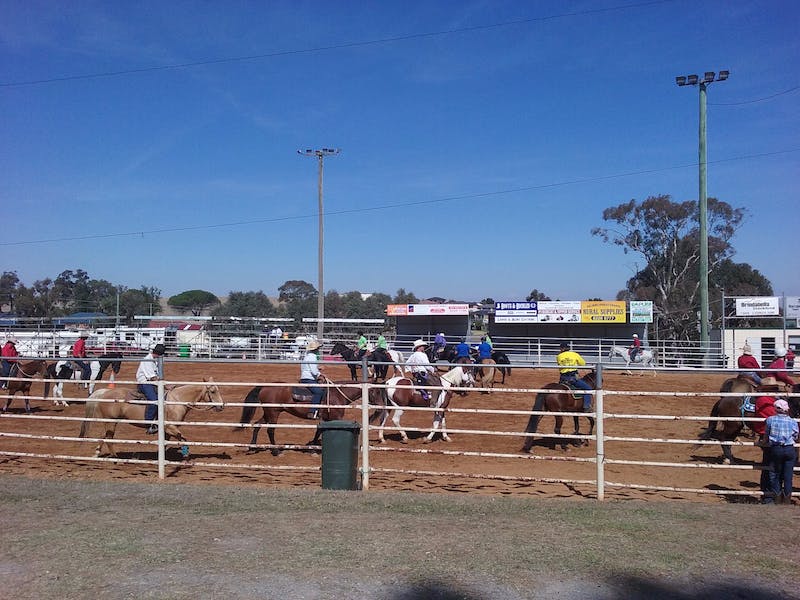 horses going around a show ring