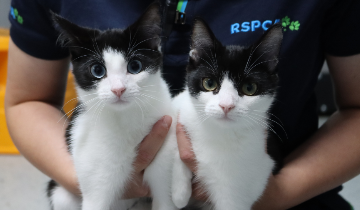 two black and white kittens looking curious while being held by RSPCA staff member