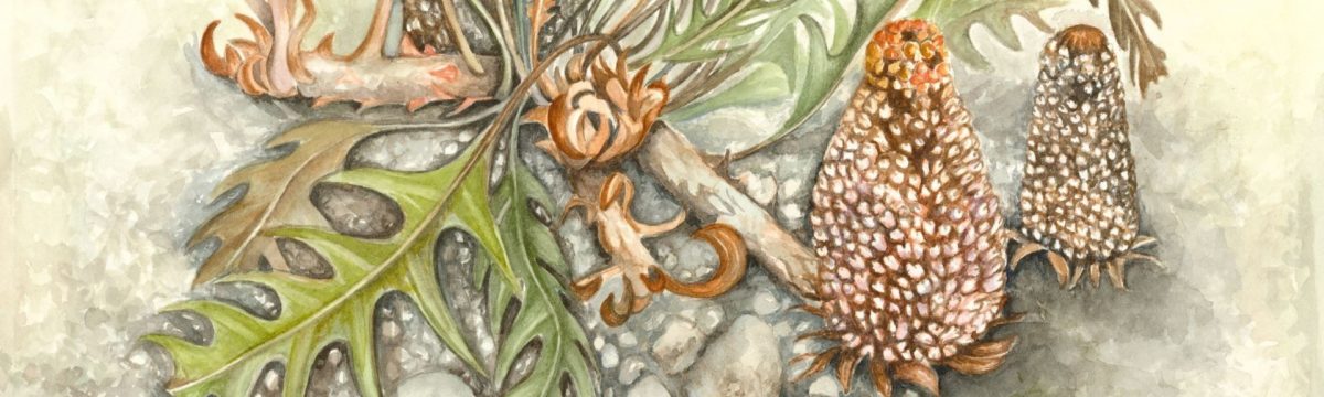 A crop of watercolour painting titled Banksia by Fiona Boxall