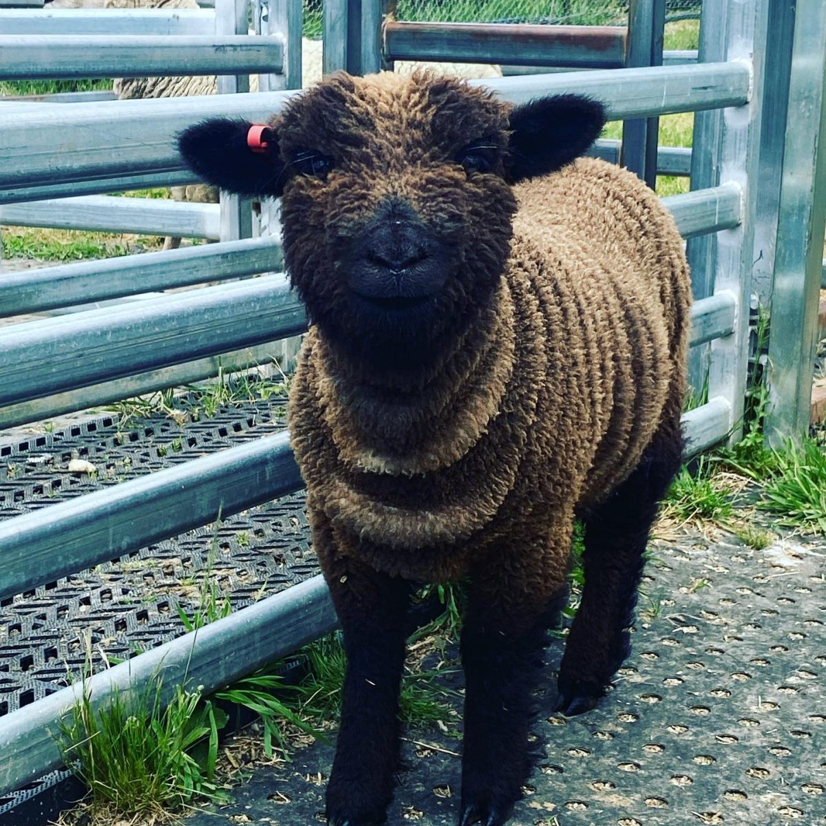 Babydoll sheep