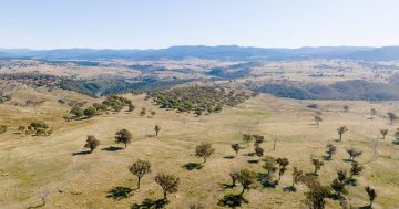 No 'hallmarks of corrupt conduct' found by Integrity probe into sale of Canberra west rural blocks