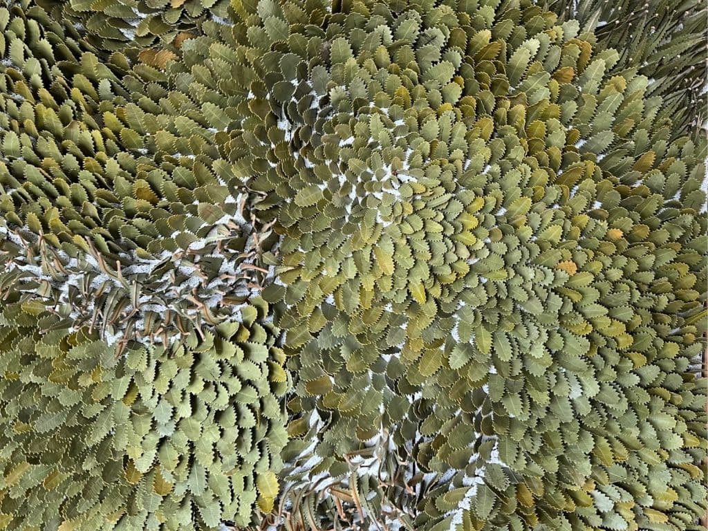 Banksia Field (detail) by Elizabeth Borghero.