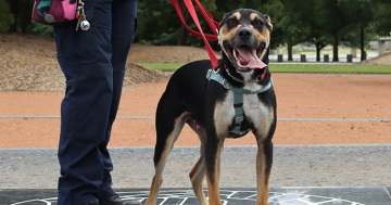 RSPCA's Pets of The Week - Clayton & Peaches