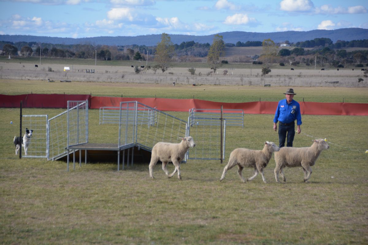 Man working sheep