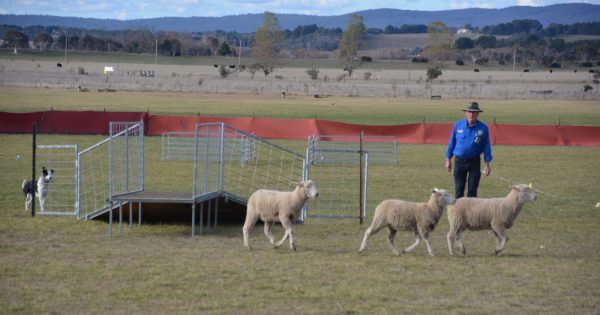 The best dogs, sheep and humans - why not trial that for size