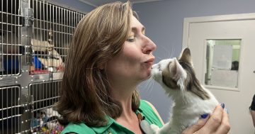 'Obama' the cat reunited with owners after sneaking a ride from Sydney to Canberra