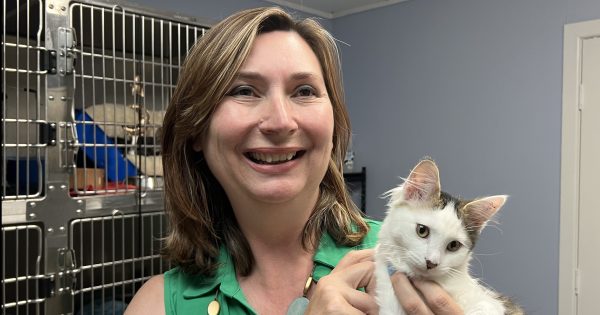 'More than 1000 kittens': Overwhelmed RSPCA asks for community's help