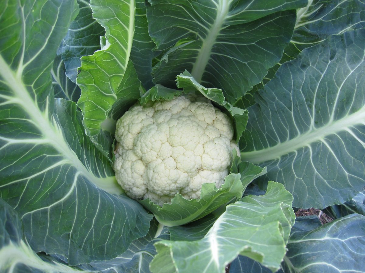 cauliflower plant