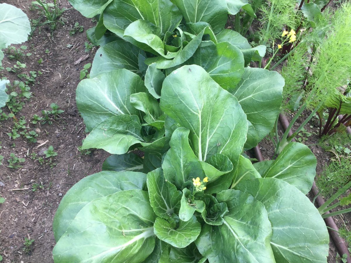 Brassica plants