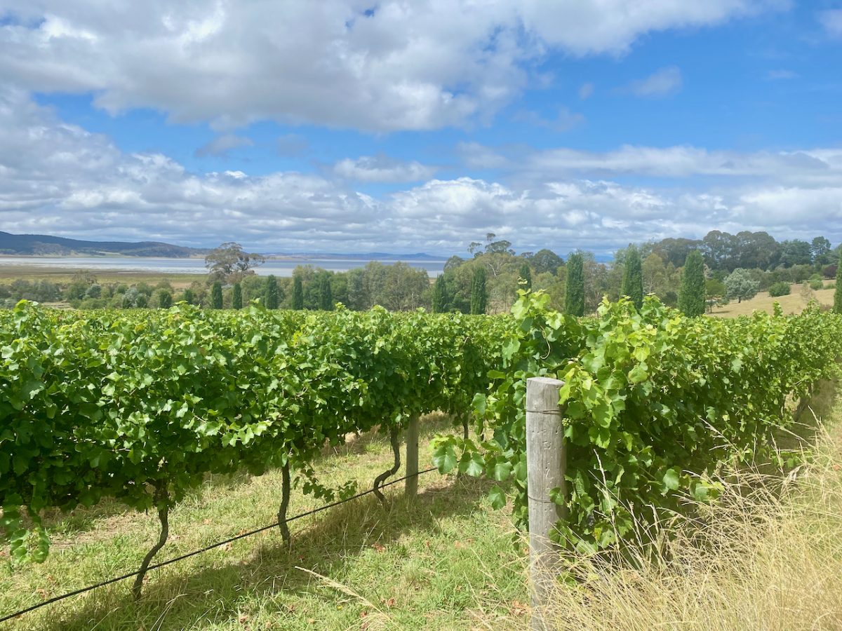 Grapevines at Lerida Estate Winery